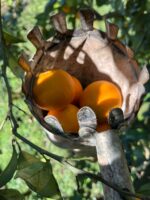 Dalından Taze Portakal 3Kg - Görsel 2