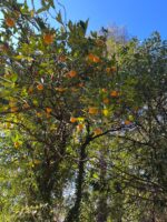 Dalından Taze Portakal 3Kg - Görsel 3