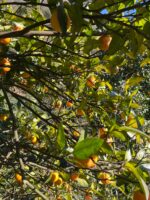 Dalından Taze Portakal 3Kg